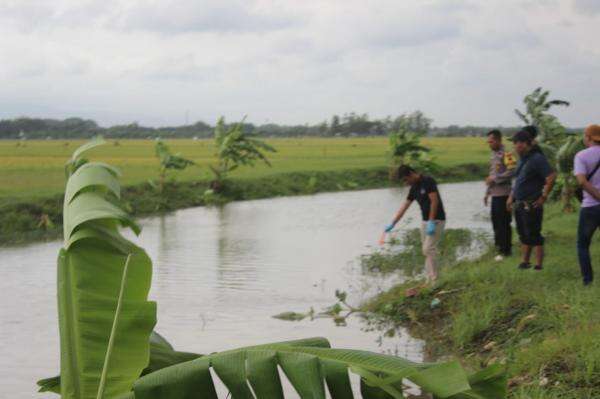 Tenggelam di Sungai Seorang Penebas Padi di Brati Grobogan Meninggal Dunia Tenggelam di Sungai Seorang Penebas Padi di Brati Grobogan Meninggal Dunia