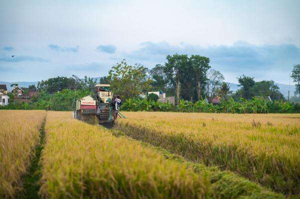 Produksi Padi di Lahan Demplot Tembus 10 Ton per Hektare, Begini Caranya Produksi Padi di Lahan Demplot Tembus 10 Ton per Hektare, Begini Caranya