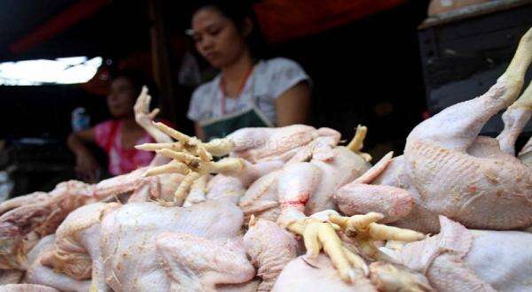 Cek Harga Ayam di Pasar, Mendag: Harga Cukup Bagus, Konsumen Tak Rugi dan Produsen Bisa Berproduksi Cek Harga Ayam di Pasar, Mendag: Harga Cukup Bagus, Konsumen Tak Rugi dan Produsen Bisa Berproduksi