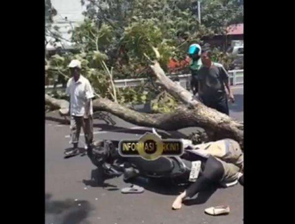Tragis! Pasutri Tewas Tertimpa Pohon Tumbang di Jalan Pandanaran Semarang Tragis! Pasutri Tewas Tertimpa Pohon Tumbang di Jalan Pandanaran Semarang