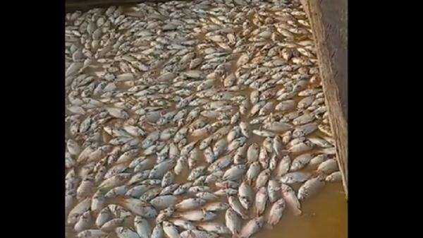 Ribuan Ikan Nila Mati Massal di Batanghari, Petani Rugi Puluhan Juta Rupiah Ribuan Ikan Nila Mati Massal di Batanghari, Petani Rugi Puluhan Juta Rupiah