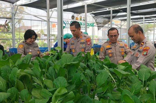 Polda Metro Jaya Panen 82 Kg Pakcoy, Pasok Bahan Baku Program MBG Polda Metro Jaya Panen 82 Kg Pakcoy, Pasok Bahan Baku Program MBG