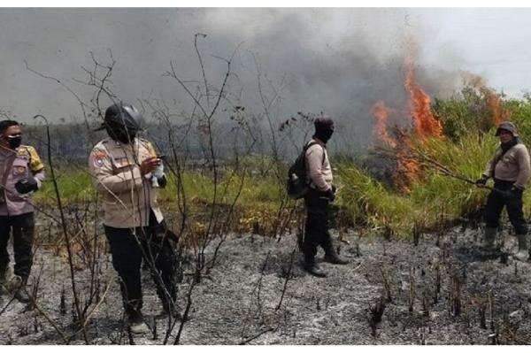 Taman Nasional Way Kambas Kembali Terbakar, Titik Api Baru Muncul di Lahan Gambut Taman Nasional Way Kambas Kembali Terbakar, Titik Api Baru Muncul di Lahan Gambut