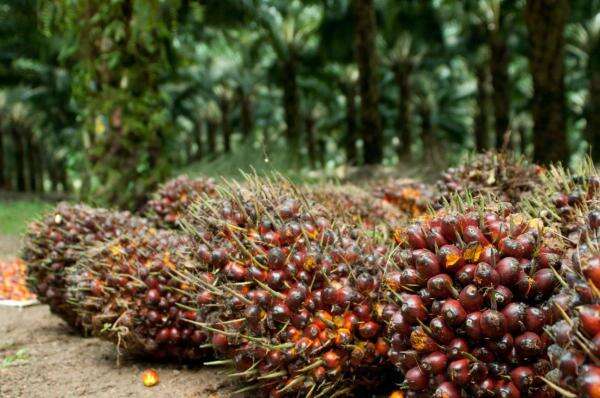 Harga Referensi CPO Naik di Oktober 2026, Bea Keluar USD178 per Metrik Ton Harga Referensi CPO Naik di Oktober 2026, Bea Keluar USD178 per Metrik Ton