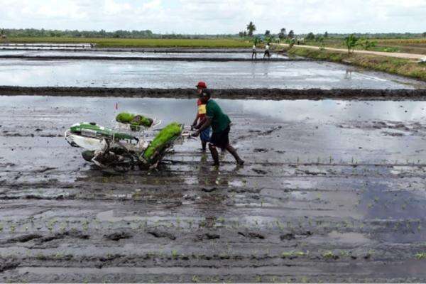 Kadis Pertanian Merauke: CSR dan Optimasi Lahan Berhasil Tingkatkan Produksi dan Stabilkan Harga Beras Kadis Pertanian Merauke: CSR dan Optimasi Lahan Berhasil Tingkatkan Produksi dan Stabilkan Harga Beras