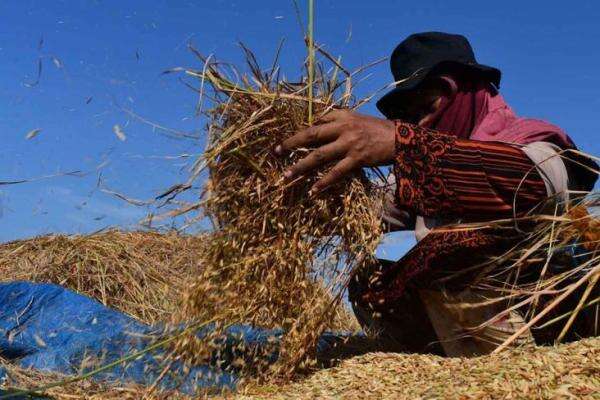Bapanas: Kenaikan Harga Gabah Kering Panen Tingkatkan Kesejahteraan Petani Bapanas: Kenaikan Harga Gabah Kering Panen Tingkatkan Kesejahteraan Petani
