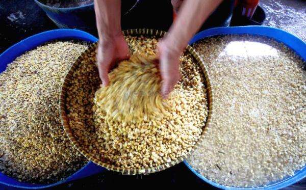 RI Tekan Impor, Penanaman Kedelai 1.000 Ha Dimulai RI Tekan Impor, Penanaman Kedelai 1.000 Ha Dimulai