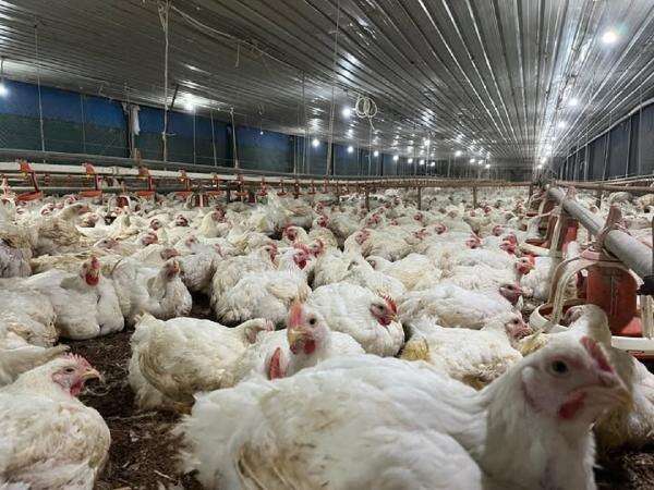 Tok! Pemerintah Tetapkan Harga Ayam Hidup Rp19.500 per Kg, Telur Rp24.000 per Kg Tok! Pemerintah Tetapkan Harga Ayam Hidup Rp19.500 per Kg, Telur Rp24.000 per Kg