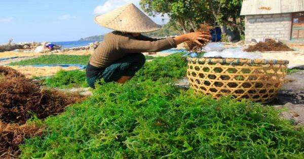 Menperin Sarmuji Targetkan Produksi dan Hilirisasi Rumput Laut Indonesia Jadi Nomor Satu Dunia Menperin Sarmuji Targetkan Produksi dan Hilirisasi Rumput Laut Indonesia Jadi Nomor Satu Dunia