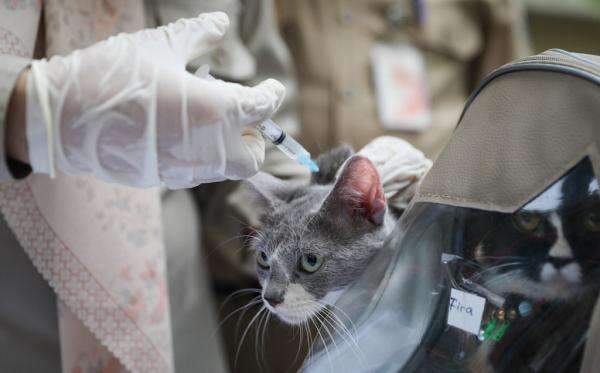 3.127 Hewan di Jakpus Divaksin Rabies: Kucing, Anjing hingga Musang 3.127 Hewan di Jakpus Divaksin Rabies: Kucing, Anjing hingga Musang