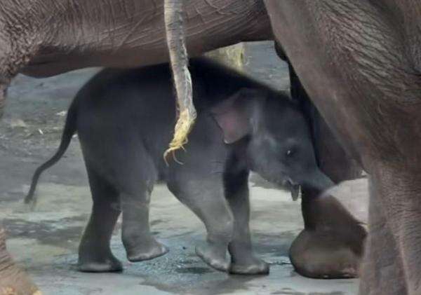 Populasi Gajah Sumatera Bertambah, Diah Lahir di Batu Secret Zoo Populasi Gajah Sumatera Bertambah, Diah Lahir di Batu Secret Zoo