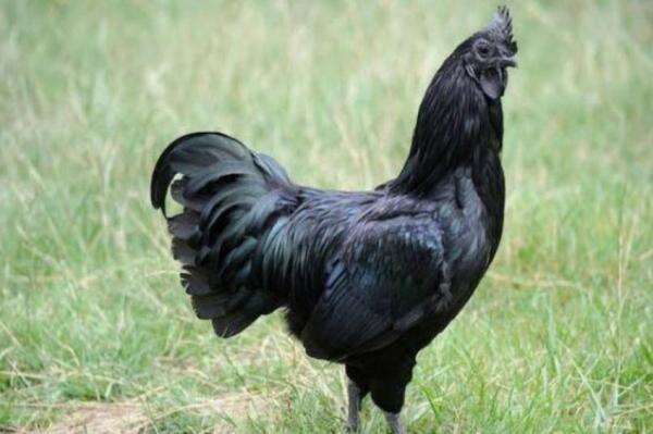 Ini Dia, 3 Ayam Termahal di Dunia yang Harganya Setara Satu Unit Motor! Ini Dia, 3 Ayam Termahal di Dunia yang Harganya Setara Satu Unit Motor!