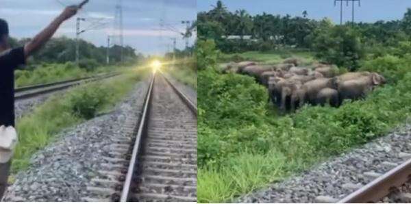 Viral! Aksi Heroik Pria Berusaha Hentikan Kereta Api karena Gajah Hendak Lewati Rel Viral! Aksi Heroik Pria Berusaha Hentikan Kereta Api karena Gajah Hendak Lewati Rel