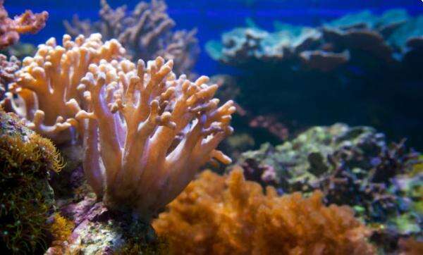 Wisata Terumbu Karang Jadi Daya Tarik Wisata Laut Bali Barat Wisata Terumbu Karang Jadi Daya Tarik Wisata Laut Bali Barat