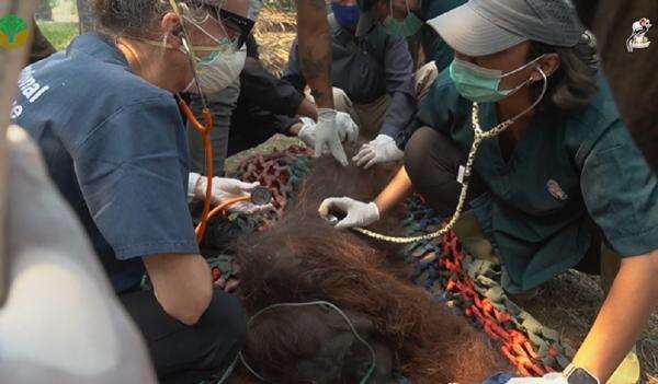Terpapar Asap Pekat Karhutla, Orangutan di Ketapang Ditemukan Pingsan Terpapar Asap Pekat Karhutla, Orangutan di Ketapang Ditemukan Pingsan