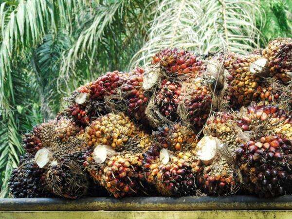 Harga CPO Menguat Hampir 2 Persen Sepekan Harga CPO Menguat Hampir 2 Persen Sepekan