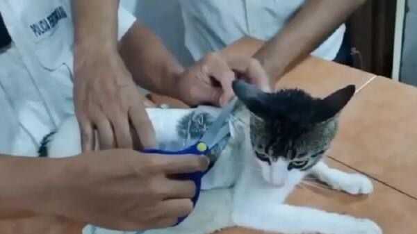 Seekor Kucing Anabul Selundupkan Narkoba Ke dalam Penjara Kosta Rika Seekor Kucing Anabul Selundupkan Narkoba Ke dalam Penjara Kosta Rika