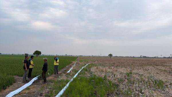 600 Hektare Sawah di Bekasi Kekeringan hingga September 600 Hektare Sawah di Bekasi Kekeringan hingga September