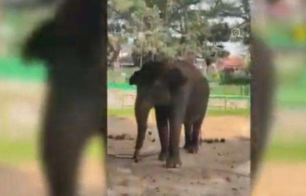 Viral Gajah Zidan Dirantai 3 Tahun di Kebun Binatang Bukittinggi, BKSDA Sumbar Buka Suara Viral Gajah Zidan Dirantai 3 Tahun di Kebun Binatang Bukittinggi, BKSDA Sumbar Buka Suara