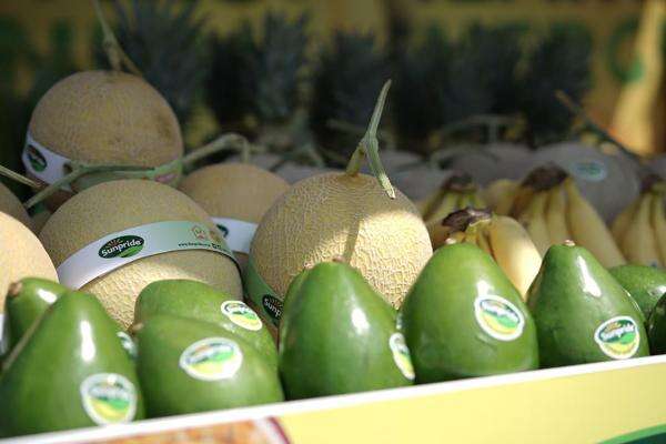 Melon Mitra Petani Sunpride Tembus Singapura lewat Penguatan Ekosistem Hortikultura Great Giant Foods Melon Mitra Petani Sunpride Tembus Singapura lewat Penguatan Ekosistem Hortikultura Great Giant Foods