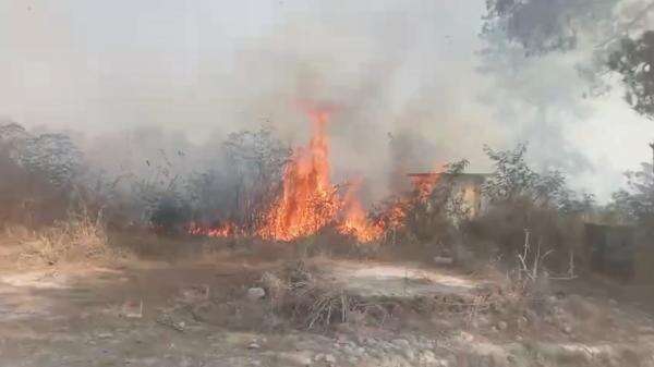 Api Hanguskan 4 Hektare Hutan di Kawasan Gunung Merapi Magelang Api Hanguskan 4 Hektare Hutan di Kawasan Gunung Merapi Magelang