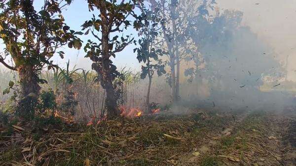 Kebakaran Perkebunan Tebu di Bondowoso, Kemarau dan Angin Kencang Picu Api Meluas Kebakaran Perkebunan Tebu di Bondowoso, Kemarau dan Angin Kencang Picu Api Meluas