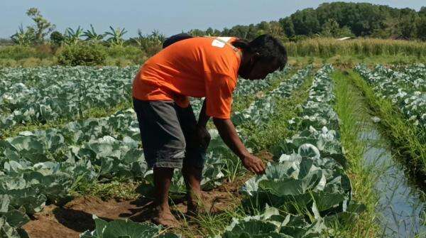 Petani di Kota Probolinggo mencoba Tanam Kubis di Dataran Rendah Petani di Kota Probolinggo mencoba Tanam Kubis di Dataran Rendah