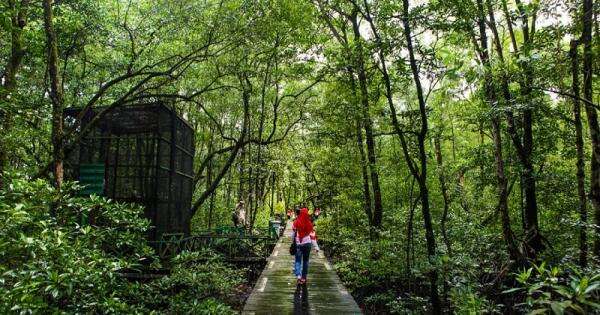 Mangrove Angke Jadi Destinasi Ekowisata Favorit saat Libur Sekolah Mangrove Angke Jadi Destinasi Ekowisata Favorit saat Libur Sekolah
