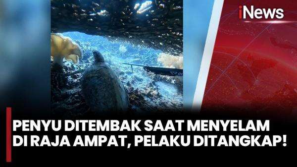Sempat Coba Kabur ke Malaysia, WNA China Pemburu Penyu Sisik di Raja Ampat Ditangkap di Makassar Sempat Coba Kabur ke Malaysia, WNA China Pemburu Penyu Sisik di Raja Ampat Ditangkap di Makassar