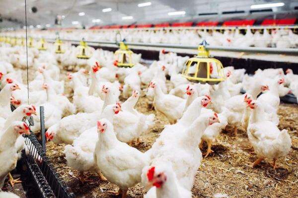 Emiten Poultry CPIN-JPFA Cs Diproyeksi Bangkit di Semester II-2026 Emiten Poultry CPIN-JPFA Cs Diproyeksi Bangkit di Semester II-2026