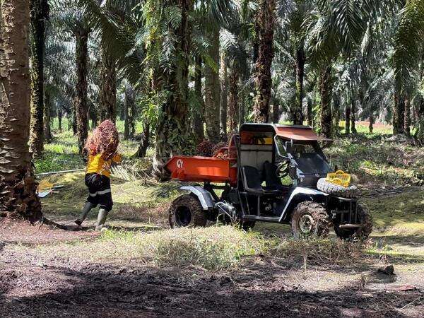 Astra Agro Lestari (AALI) Panen Laba Rp1,10 Triliun hingga Akhir Juni 2026 Astra Agro Lestari (AALI) Panen Laba Rp1,10 Triliun hingga Akhir Juni 2026