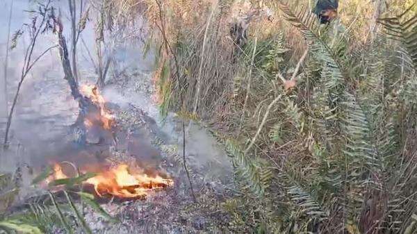Hutan Pinus di Lereng Semeru Terbakar, Petugas Padamkan Api Secara Manual Hutan Pinus di Lereng Semeru Terbakar, Petugas Padamkan Api Secara Manual