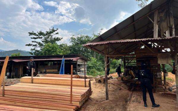 Polri Bongkar Sawmill Ilegal di Kampar, Ratusan Batang Kayu Olahan Disita Polri Bongkar Sawmill Ilegal di Kampar, Ratusan Batang Kayu Olahan Disita