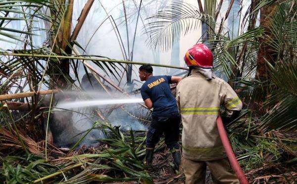 BNPB Catat Karhutla di 4 Daerah, Total 24,5 Hektare Lahan Hangus Terbakar BNPB Catat Karhutla di 4 Daerah, Total 24,5 Hektare Lahan Hangus Terbakar