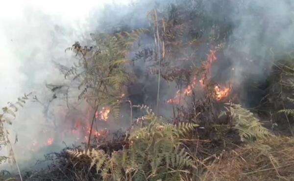 Karhutla di TNBTS Meluas hingga Dekati Wisata Negeri di Atas Awan Lumajang Karhutla di TNBTS Meluas hingga Dekati Wisata Negeri di Atas Awan Lumajang