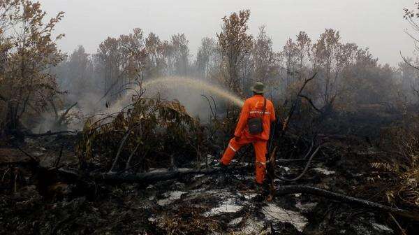 Kebakaran Hutan Kalimantan Meluas, BNPB Kerahkan Puluhan Helikopter dan Modifikasi Cuaca Kebakaran Hutan Kalimantan Meluas, BNPB Kerahkan Puluhan Helikopter dan Modifikasi Cuaca