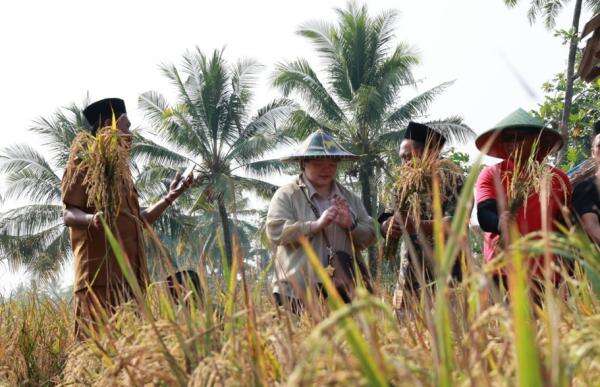 Perkuat Ketahahan Pangan Nasional, PBNU Panen Beras Perdana dengan Teknologi Bionutrient Perkuat Ketahahan Pangan Nasional, PBNU Panen Beras Perdana dengan Teknologi Bionutrient