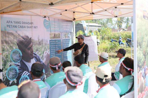 Syngenta Kenalkan Insektisida Baru Dongkrak Produktivitas Cabai Syngenta Kenalkan Insektisida Baru Dongkrak Produktivitas Cabai