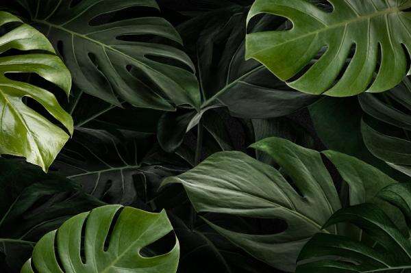 Cara Memangkas Monstera agar Tumbuh dengan Indah Cara Memangkas Monstera agar Tumbuh dengan Indah