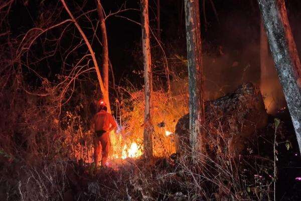 BNPB Sebut 37,84 Hektare Lahan di Jatim dan Kaltara Ludes Akibat Karhutla BNPB Sebut 37,84 Hektare Lahan di Jatim dan Kaltara Ludes Akibat Karhutla