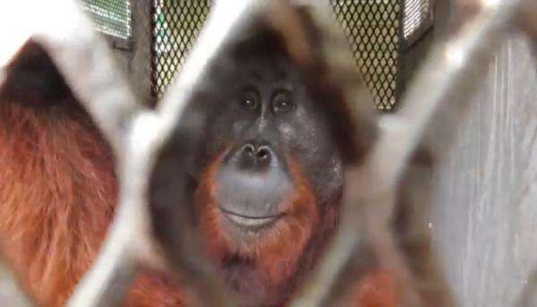 Populasi Orang Utan Sumatra Turun, Ini Data Terbaru Kemenhut Populasi Orang Utan Sumatra Turun, Ini Data Terbaru Kemenhut