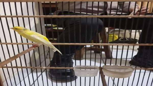 Curi Kenari Scotch Fancy Seharga Rp3 Juta, Pria di Bantul Ditangkap Polisi Curi Kenari Scotch Fancy Seharga Rp3 Juta, Pria di Bantul Ditangkap Polisi