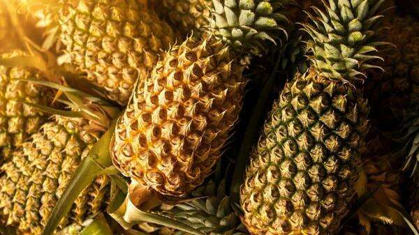 307 Ton Buah Pisang, Nanas, dan Semangka Mampu Dihasilkan dari Lahan Terdegradasi 307 Ton Buah Pisang, Nanas, dan Semangka Mampu Dihasilkan dari Lahan Terdegradasi
