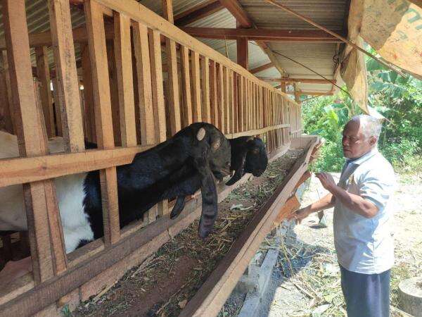 Sumber Cuan Baru, Raup Jutaan Rupiah dari Kambing Etawa Sumber Cuan Baru, Raup Jutaan Rupiah dari Kambing Etawa