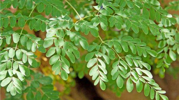 Nutrisi Melimpah, ini Dia 5 Manfaat Daun Kelor Untuk Kesehatan Tubuh Manusia Nutrisi Melimpah, ini Dia 5 Manfaat Daun Kelor Untuk Kesehatan Tubuh Manusia