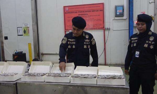 KKP Segel 144 Ton Udang Vaname Impor di Pabrik PT BMI Lamongan KKP Segel 144 Ton Udang Vaname Impor di Pabrik PT BMI Lamongan