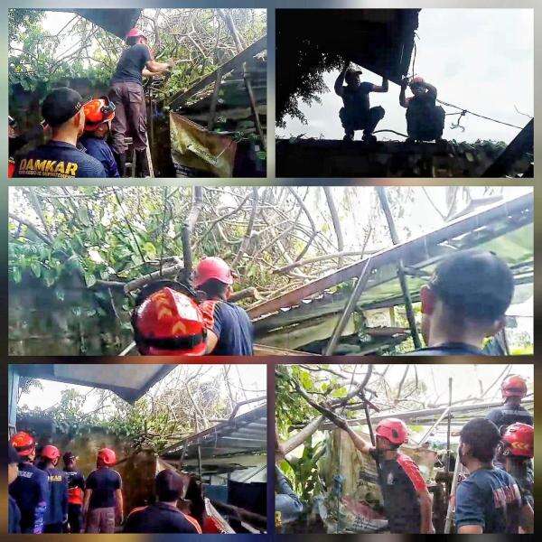 Damkar Palangka Raya Evakuasi Pohon Singkong Kayu Besar Tumbang Timpa Atap Parkiran Damkar Palangka Raya Evakuasi Pohon Singkong Kayu Besar Tumbang Timpa Atap Parkiran