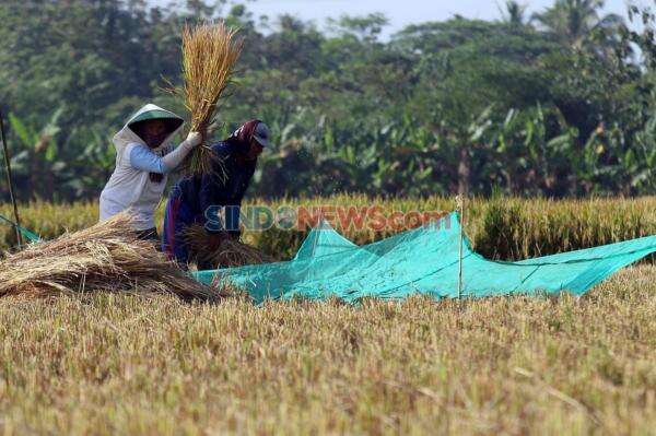 Ketepatan Mitigasi Dibutuhkan saat El Nino Menguji Ketahanan Produksi Padi Antarwilayah Ketepatan Mitigasi Dibutuhkan saat El Nino Menguji Ketahanan Produksi Padi Antarwilayah