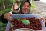 Cerita Warga Gunungkidul Konsumsi Belalang: Rasanya Kayak Udang, Harganya Rp190 Per Kg Cerita Warga Gunungkidul Konsumsi Belalang: Rasanya Kayak Udang, Harganya Rp190 Per Kg