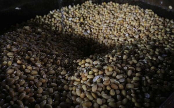 Harga Kedelai Tembus Rp13.700/Kg, Pemerintah Buka Opsi Subsidi Harga Kedelai Tembus Rp13.700/Kg, Pemerintah Buka Opsi Subsidi